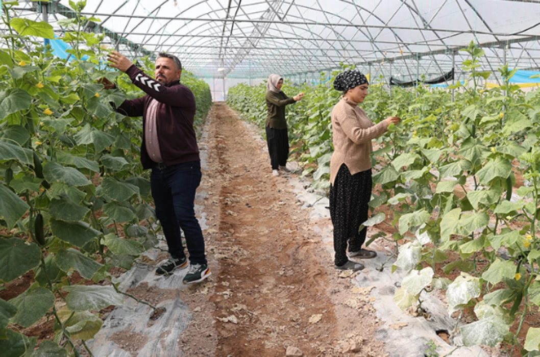 Kadın girişimci devletten aldığı destekle seracılıkta başarıya ulaştı: Üretim 1 dönümden 20 dönüme çıktı