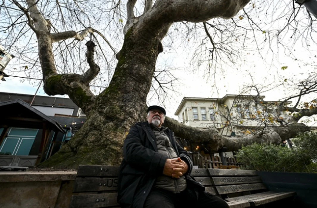 Türkiye'nin en yaşlı çınarı İstanbul'da: Kentin hafızası köklerinde yaşıyor