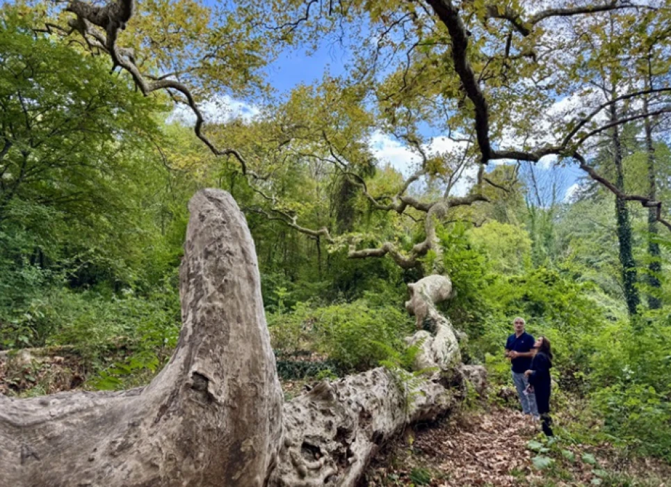 Türkiye'nin en yaşlı çınarı İstanbul'da: Kentin hafızası köklerinde yaşıyor