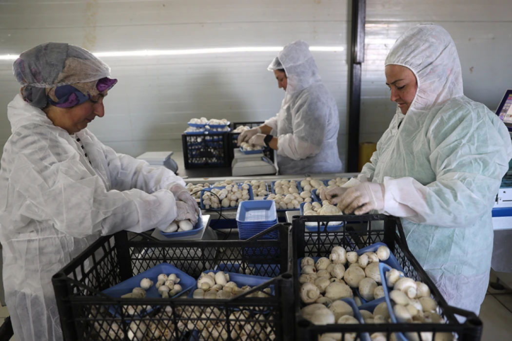 Devlet desteğiyle kurduğu tesiste günde 2 ton mantar üretiyor