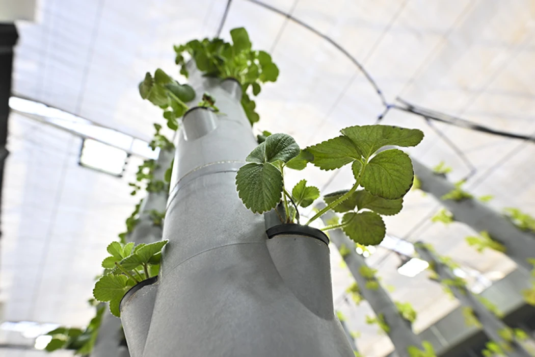 Topraksız dikey tarım uygulamaları enerjide tasarruf ve yüksek verimlilikle geleceğe umut oluyor
