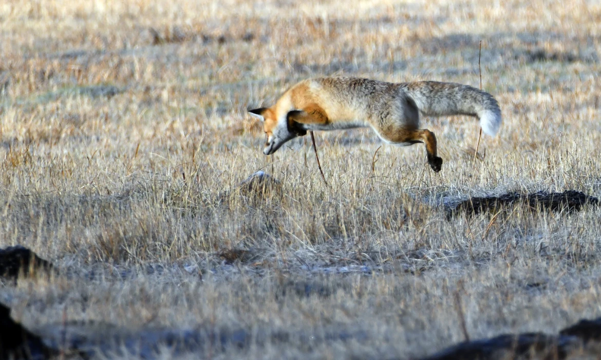 Yurdun batısında güneş doğusunda kar yağışı var