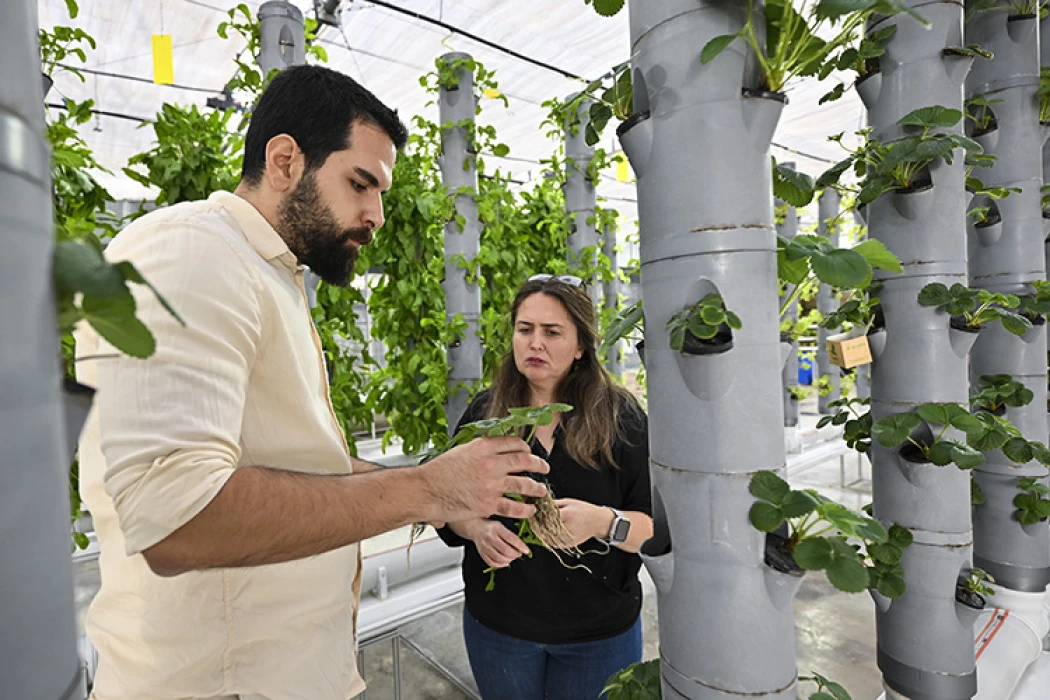 Topraksız dikey tarım uygulamaları enerjide tasarruf ve yüksek verimlilikle geleceğe umut oluyor