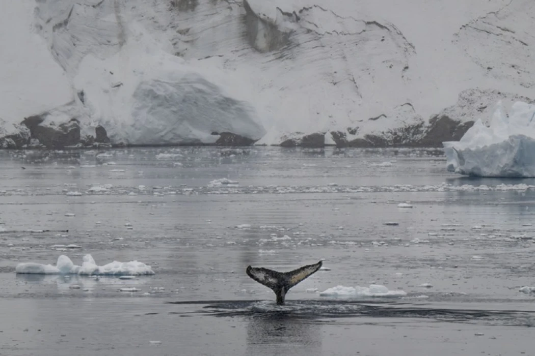 Türkiye'nin kutuplardaki ayak izi 10 yaşında