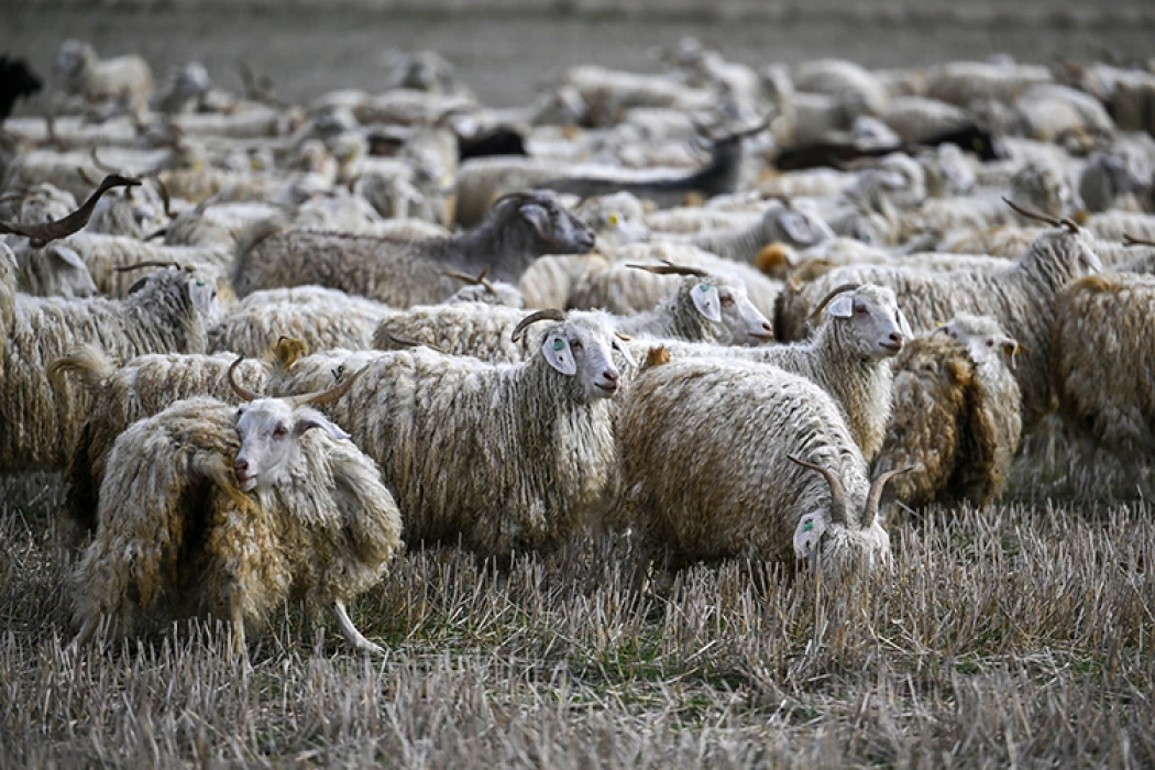 Tiftiğin ekonomiye kazandırılması için destek mekanizmaları geliştirilecek