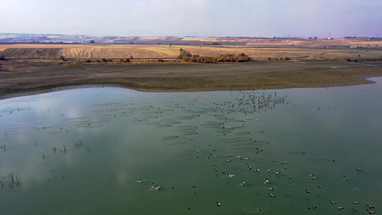 Elazığ'daki Cip Baraj Gölü farklı türde binlerce göçmen kuşu ağırlıyor