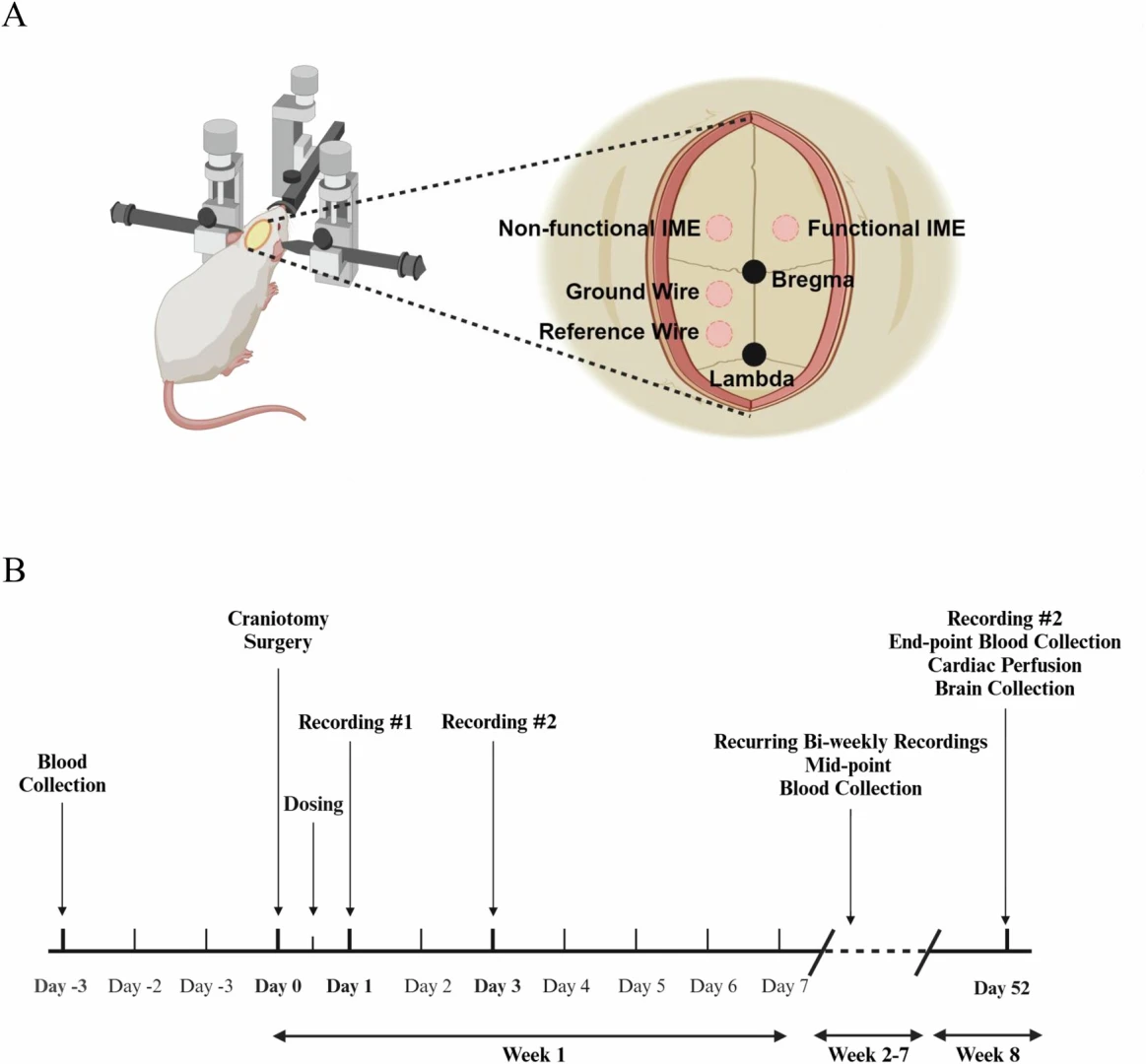 Sentetik trombositler: Beyin çiplerinin performansını iki katına çıkarttı