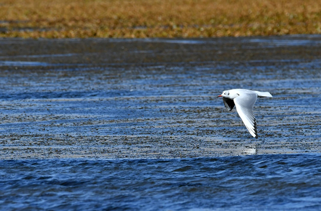Kars'ta göçmen kuşların konakladığı Asboğa Gölü'nde su 60 metre çekildi