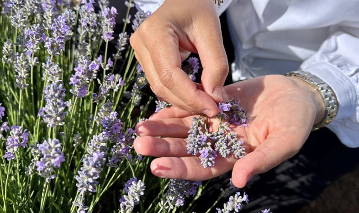 Kırşehir’de tıbbi aromatik bitkiler tarıma yön veriyor: 65 tür için çiftçiye yeni alternatif