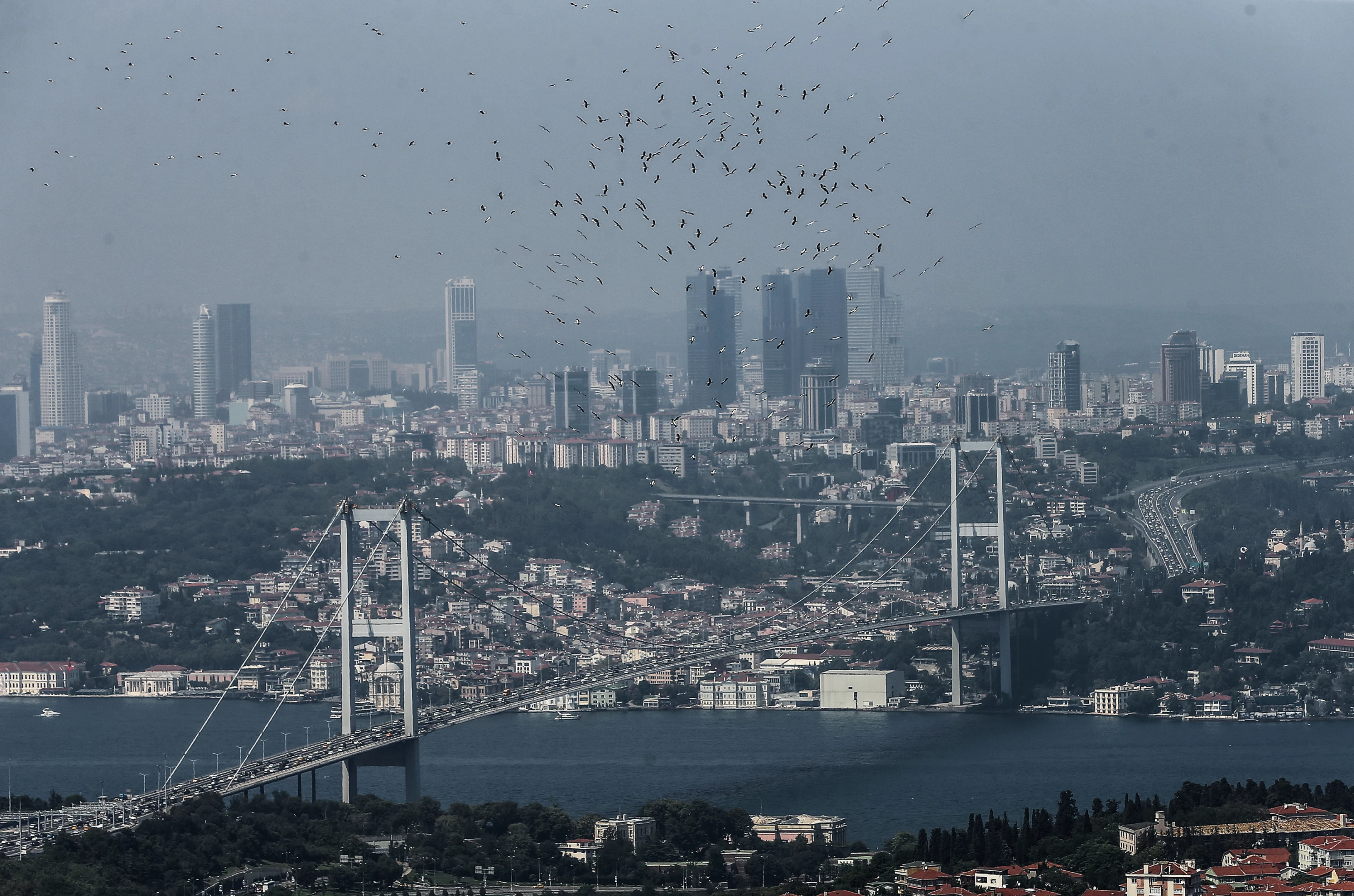 İklim değişikliği kuşların da rotasını değiştirdi
