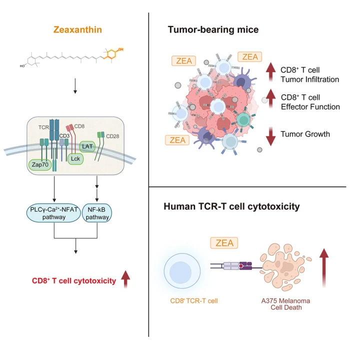 Kansere karşı bağışıklık hücrelerini güçlendiren ortak besin bulundu