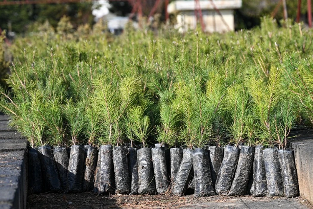 Milli Ağaçlandırma Günü için hedef 15 milyon fidanın sahiplenilmesi