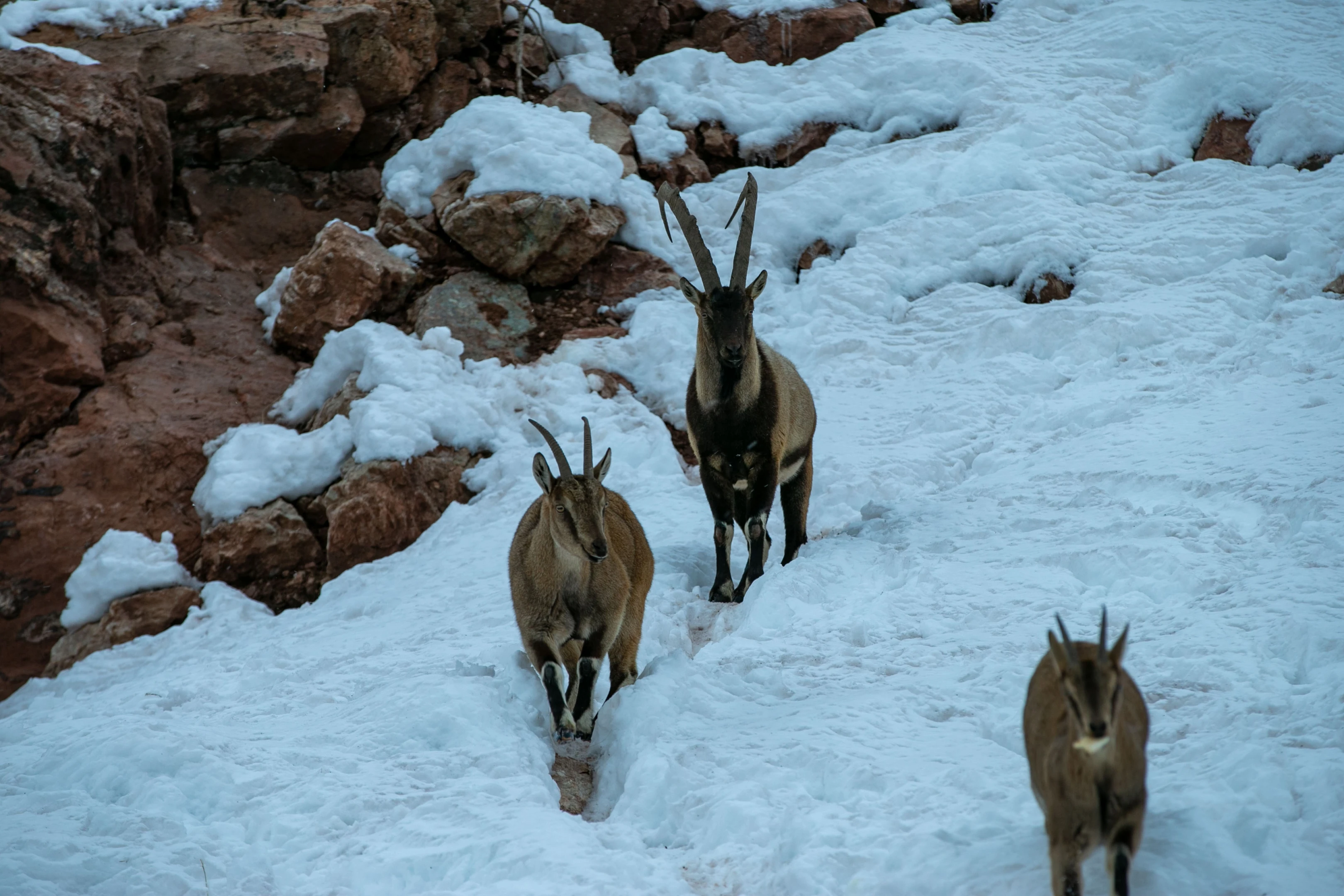 Adıyaman’da kar nedeniyle dağ keçileri için yem bırakıldı