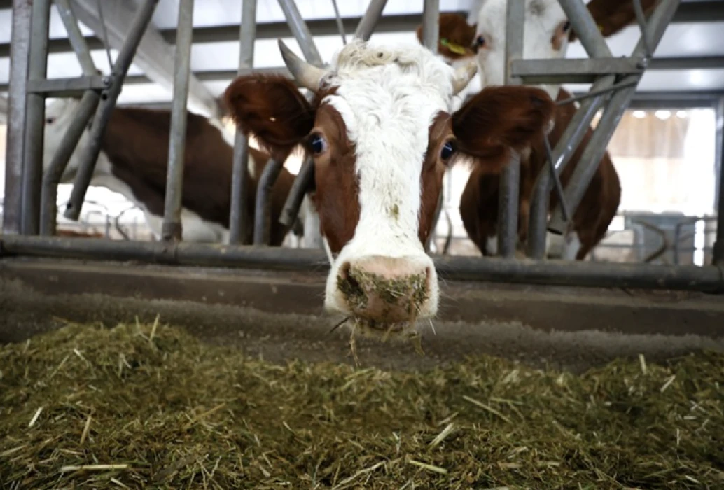 Depremde hayvanları telef olan besici devlet desteğiyle üretime devam etti