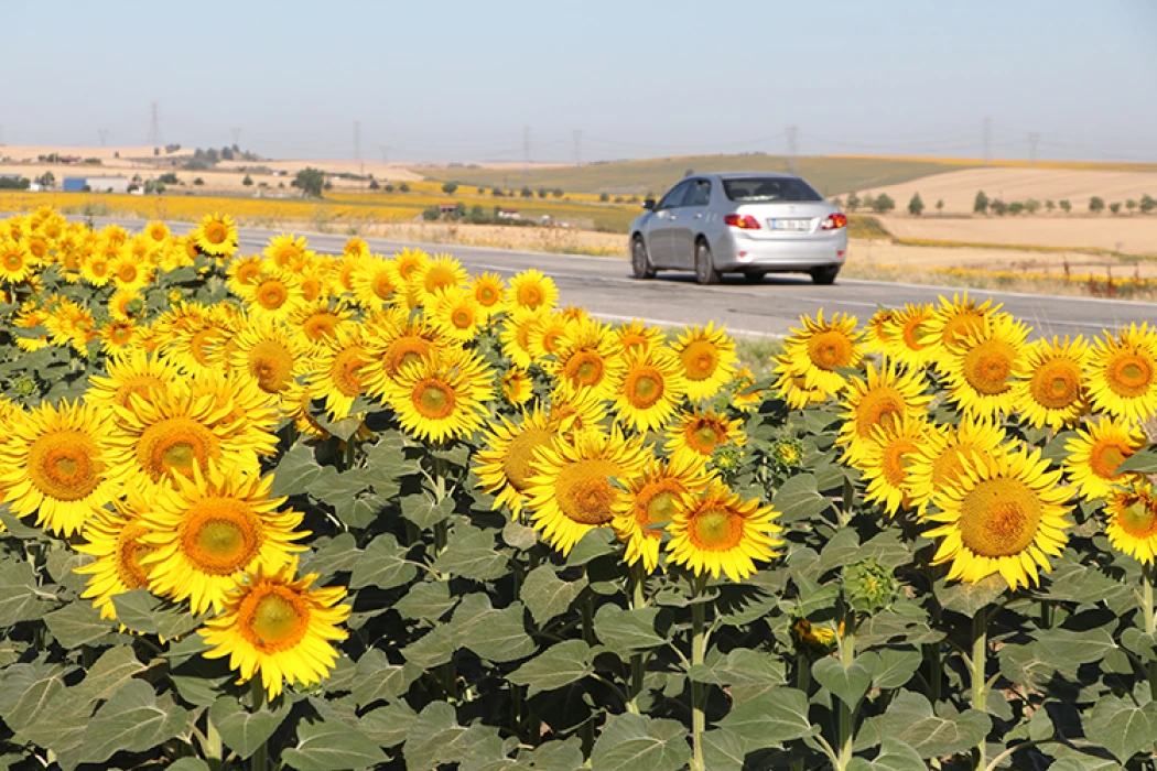 Tekirdağ'da gündöndü tarlaları sürücülerin rotasını renklendirdi