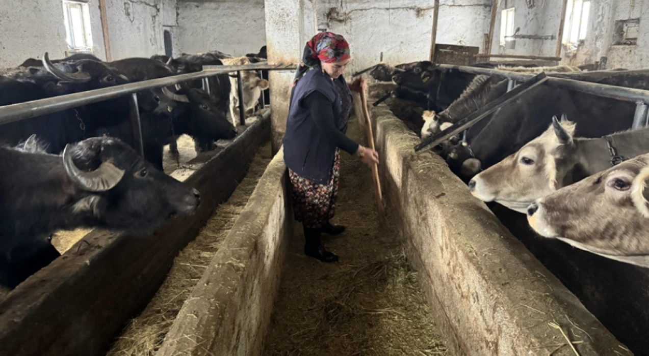 Kadın girişimci devlet desteğiyle manda sayısını 20’ye çıkardı