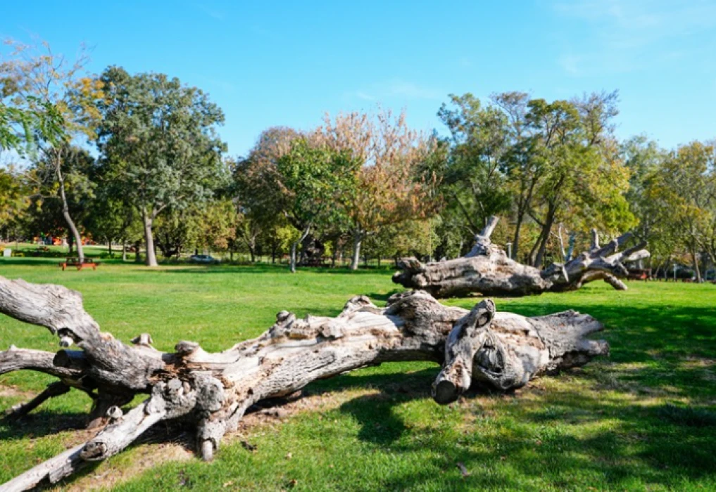 Türkiye'nin en yaşlı çınarı İstanbul'da: Kentin hafızası köklerinde yaşıyor