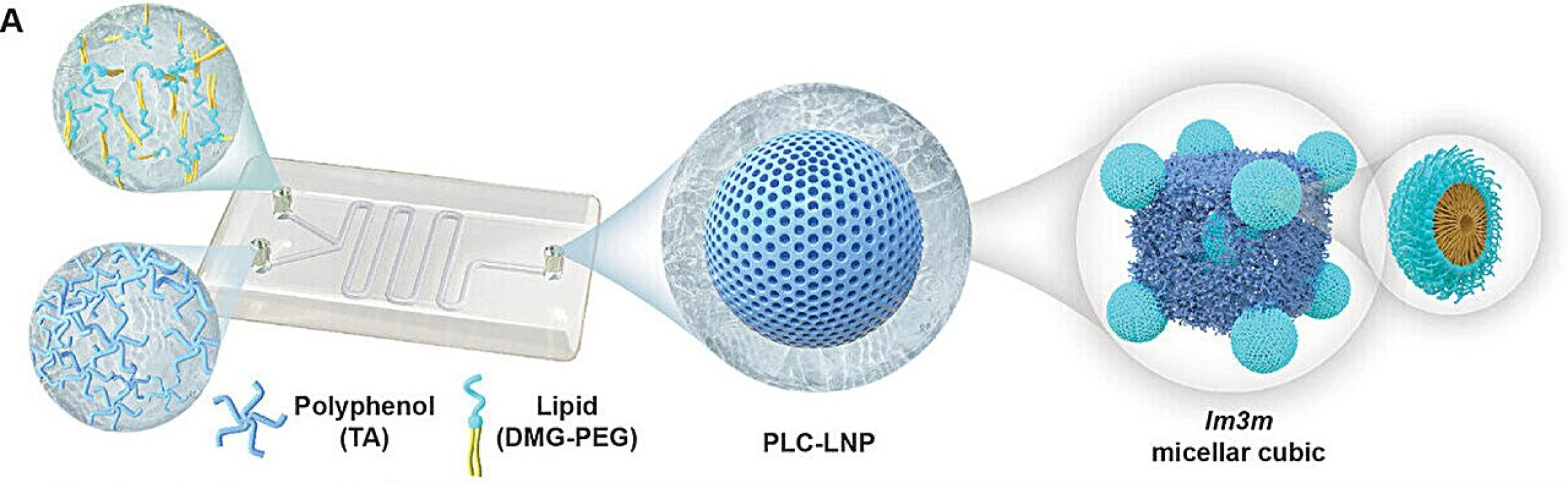 Nanoilaçta yeni sayfa: Ayarlanabilir iç mimariye sahip LNP’ler