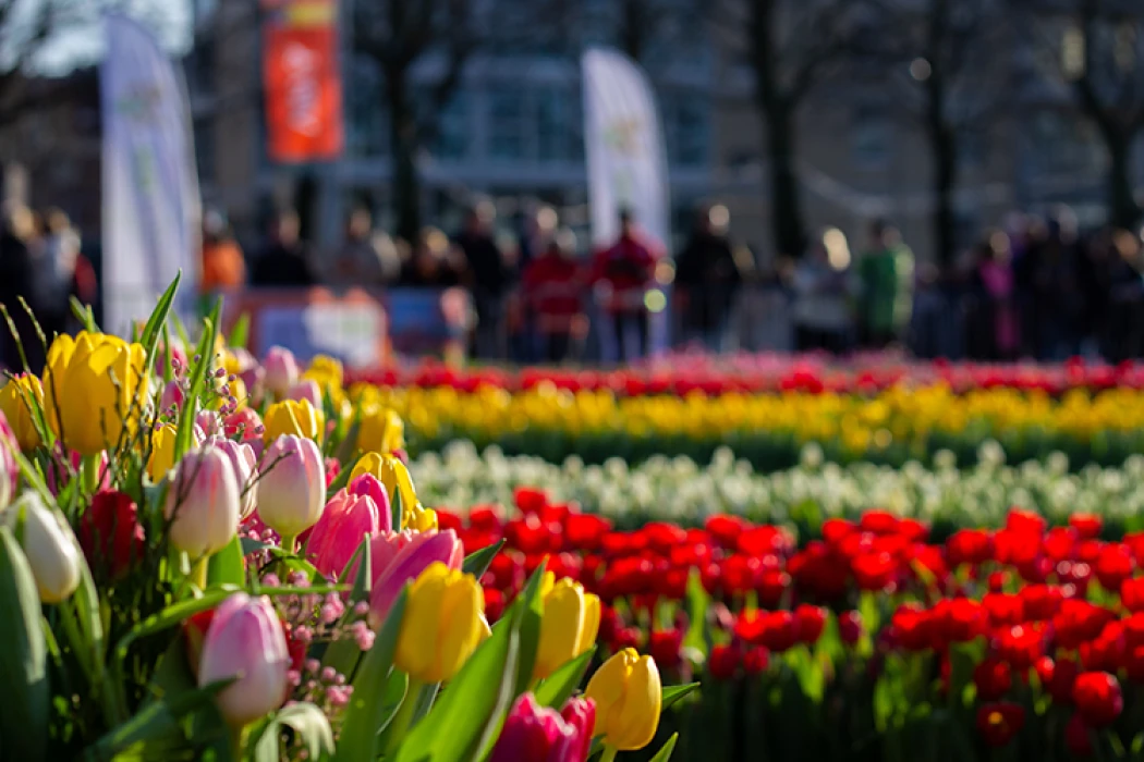 Hollanda'da Ulusal Lale Günü etkinliği yapıldı