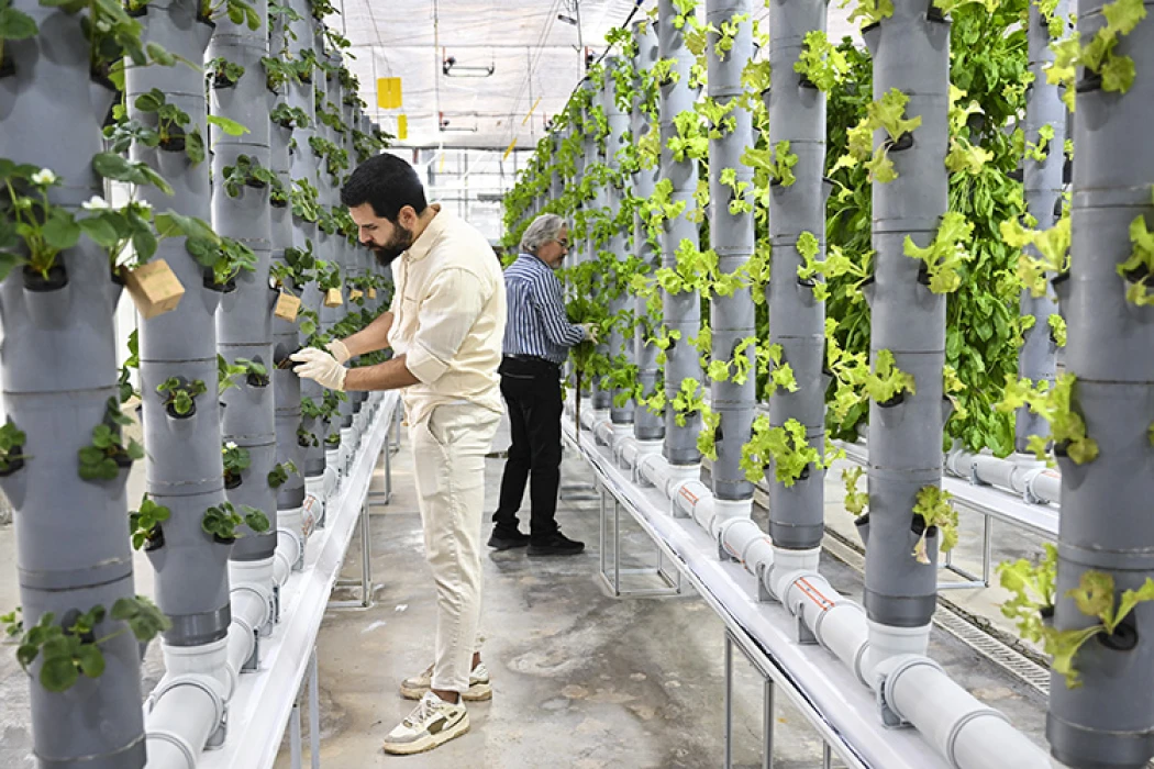 Topraksız dikey tarım uygulamaları enerjide tasarruf ve yüksek verimlilikle geleceğe umut oluyor