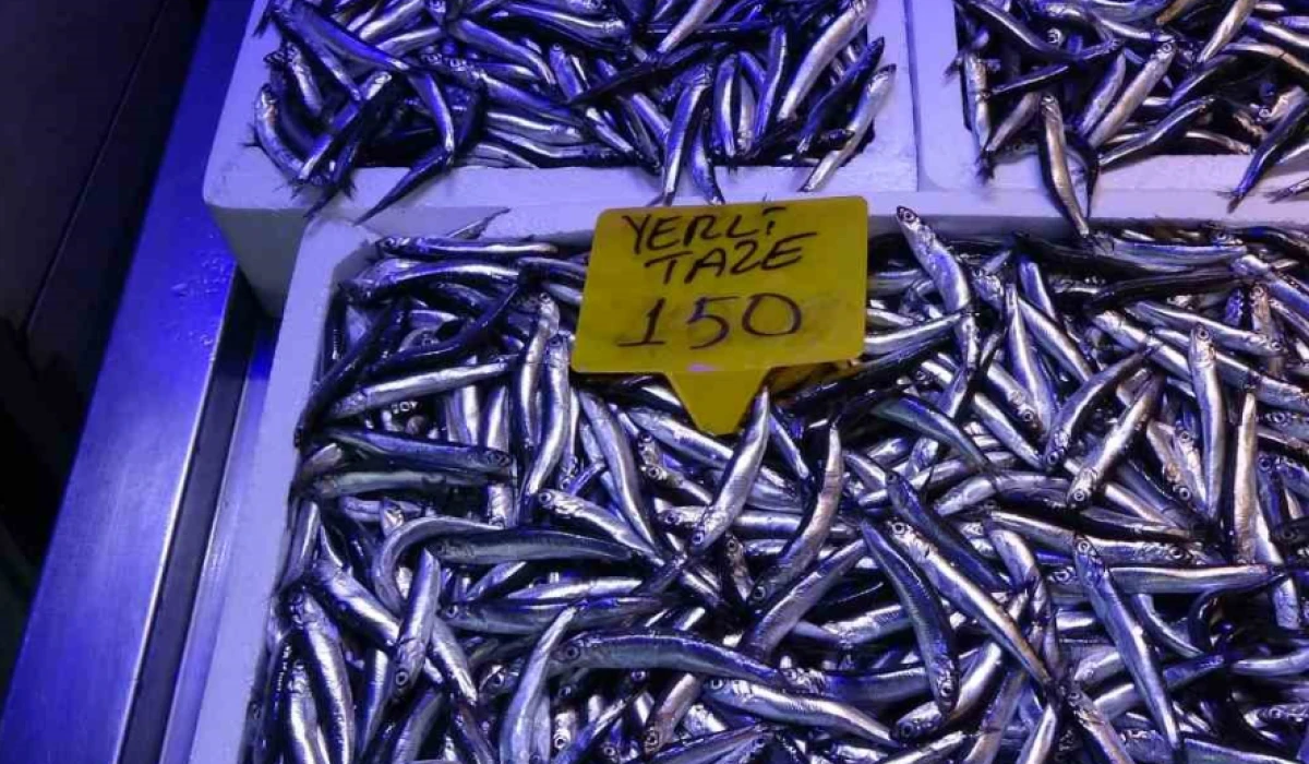 Hamsinin fiyatı 150 TL: Sezon erken açıldı