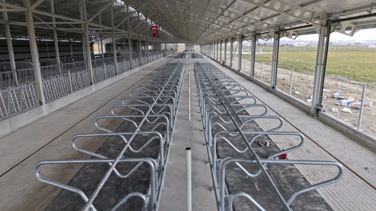 İnekler için ortopedik yatak üretildi