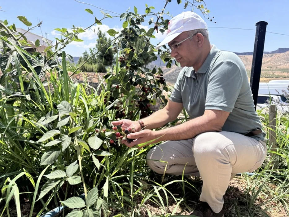 Siirt'te yüksek rakımda böğürtlen üretimi olumlu sonuç verdi