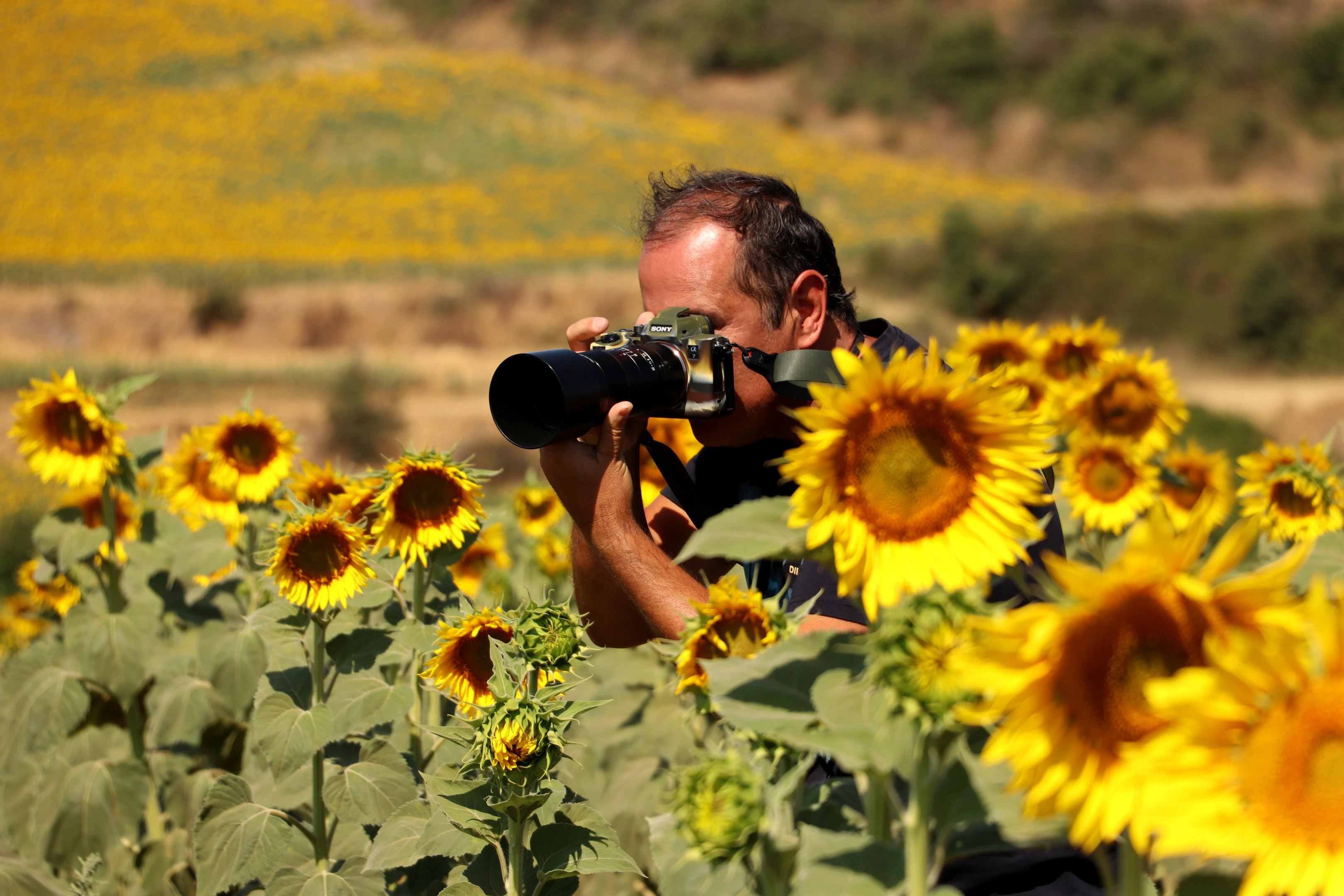 Ayçiçek tarlaları fotoğraf tutkunlarını ağırlıyor