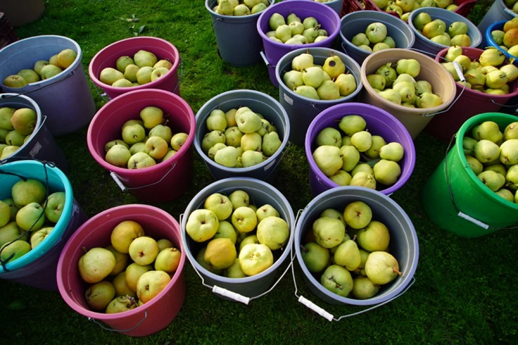 Edirne'de devlet desteğiyle yaygınlaşan meyve bahçeleri çiftçilere alternatif gelir kaynağı oluyor