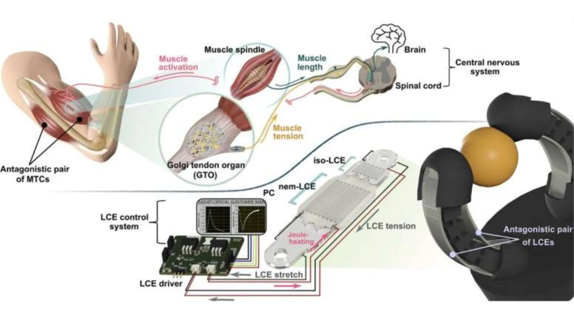 Lojistik ve endüstriyel robotlarda sensörsüz akıllı kas dönemi