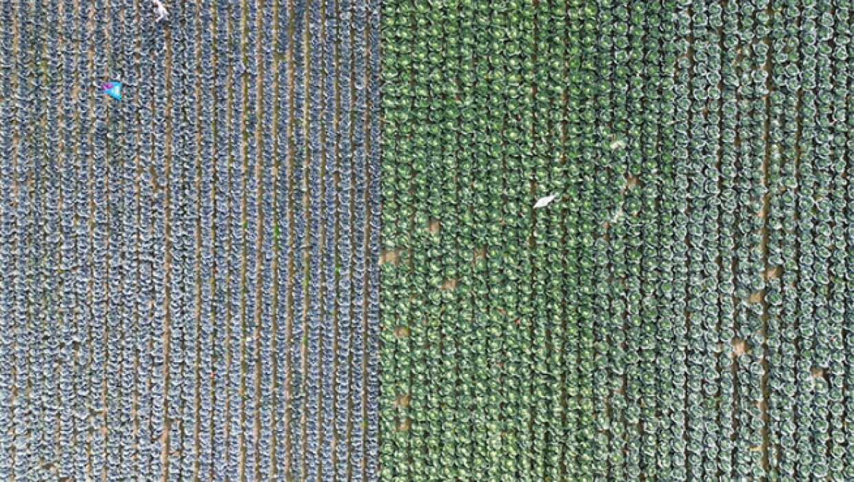 Bafra Ovası’nda sebze tarla günüyle üretici ve akademi buluştu