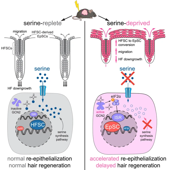 Saç hücreleri cilt onarımının anahtarı oluyor