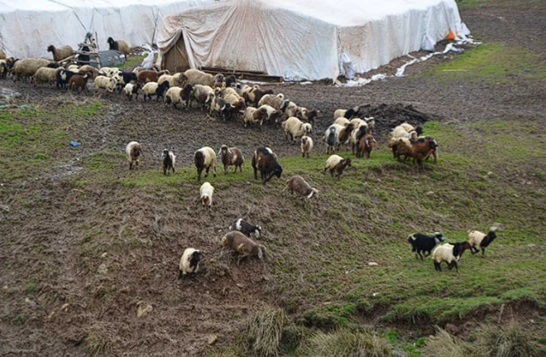 Besicilerin zorlu kış mesaisi: Hayvanlar için yoğun bakım