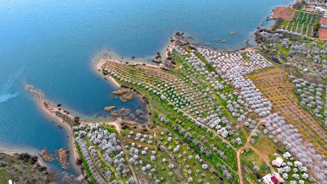 Zirai donun ardından bu yıl kayısı için ilaçlama mesaisi başladı