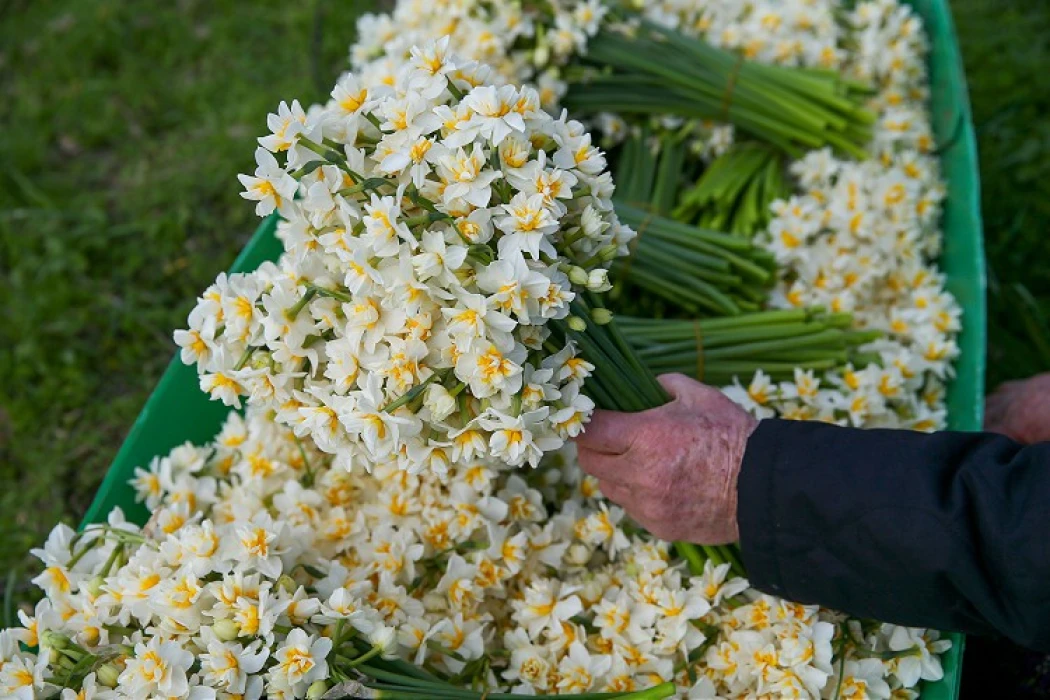 Türkiye'de 2024'te en çok üretilen kesme çiçek 'Karanfil' oldu
