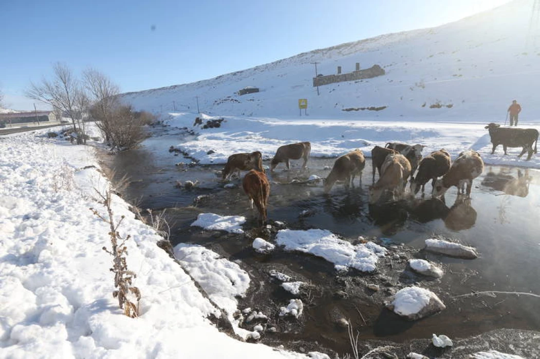 Kışın donmayan menderesler hayvancılığa can suyu oluyor