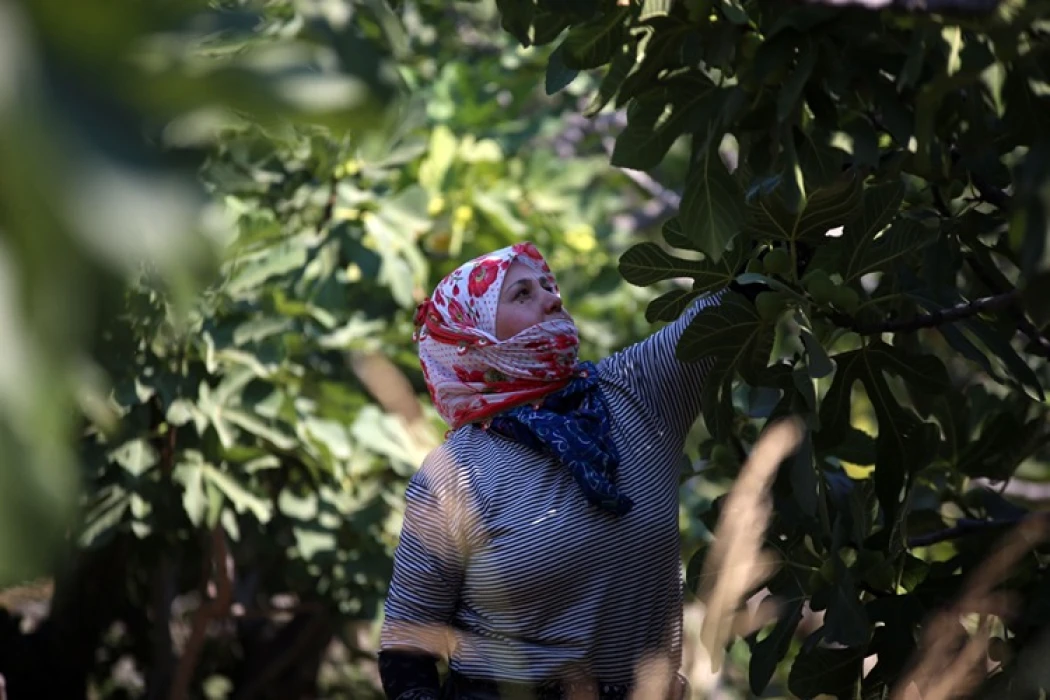 AB tescilli Aydın incirinde bunaltıcı sıcağa rağmen umutlu hasat