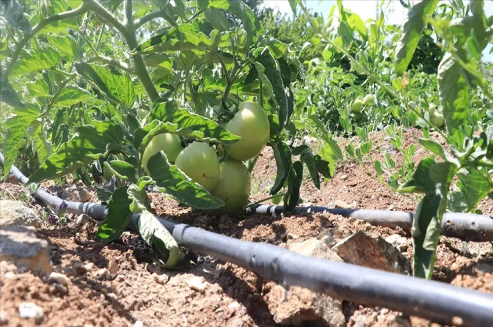 Tarımda hızla "damla sulama sistemi"ne geçilmeli