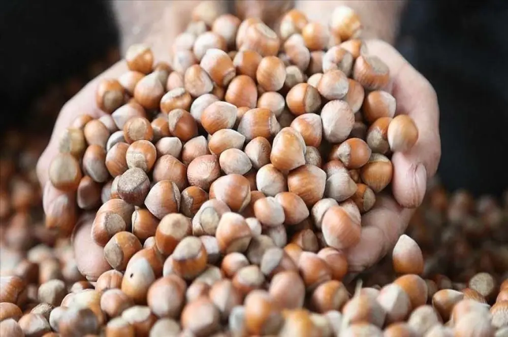Ticaret borsalarında 10 ayda 379 bin tonu aşkın fındık işlem gördü
