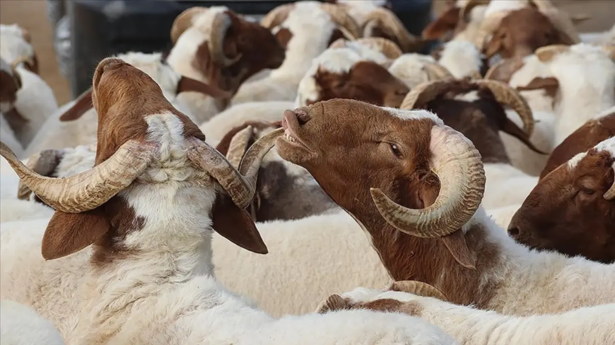 2025 KURBAN BAYRAMI: Bu sene Kurban Bayramı tatili kaç gün? 9 günlük tatil var mı?