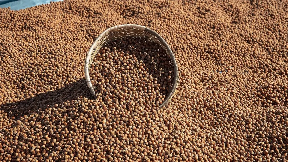 Giresun'da fındık 140 lira seviyesinde işlem görüyor