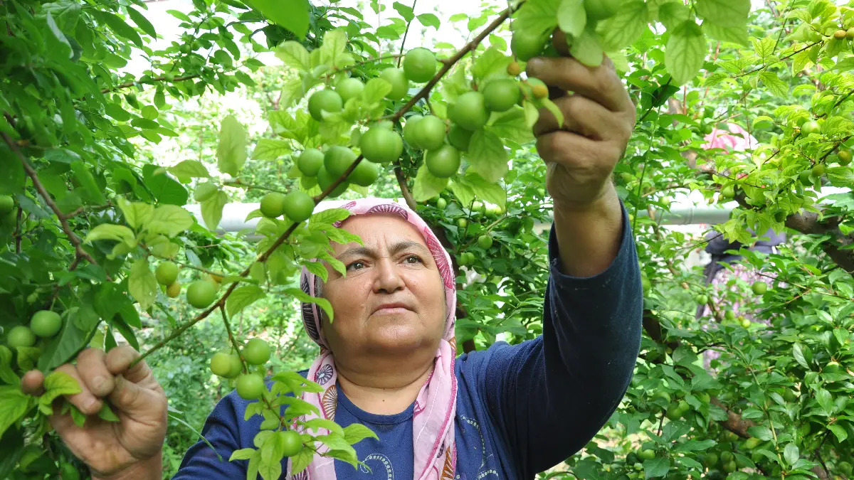 Örtü altı erik hasadı başladı