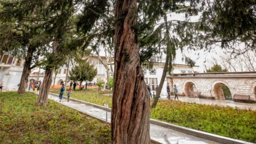Ağaç Adı: Porsuk