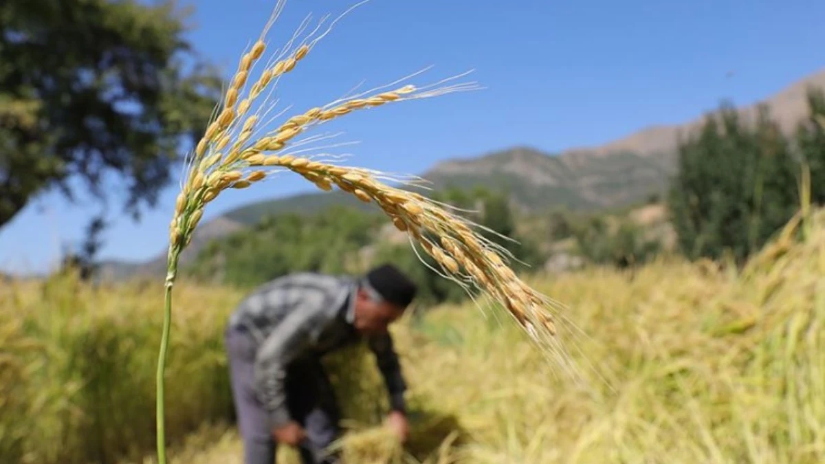 45 çiftçiye 27 ton sertifikalı çeltik tohumu desteği