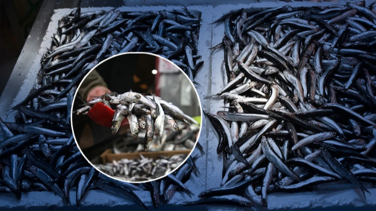Av sezonunun ihracat şampiyonu belli oldu! 20 ülkeye 2,5 bin ton hamsi satıldı
