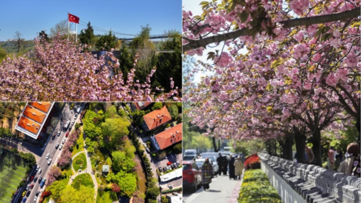 Baharın habercisi sakura ağaçları İstanbul'da çiçek açtı