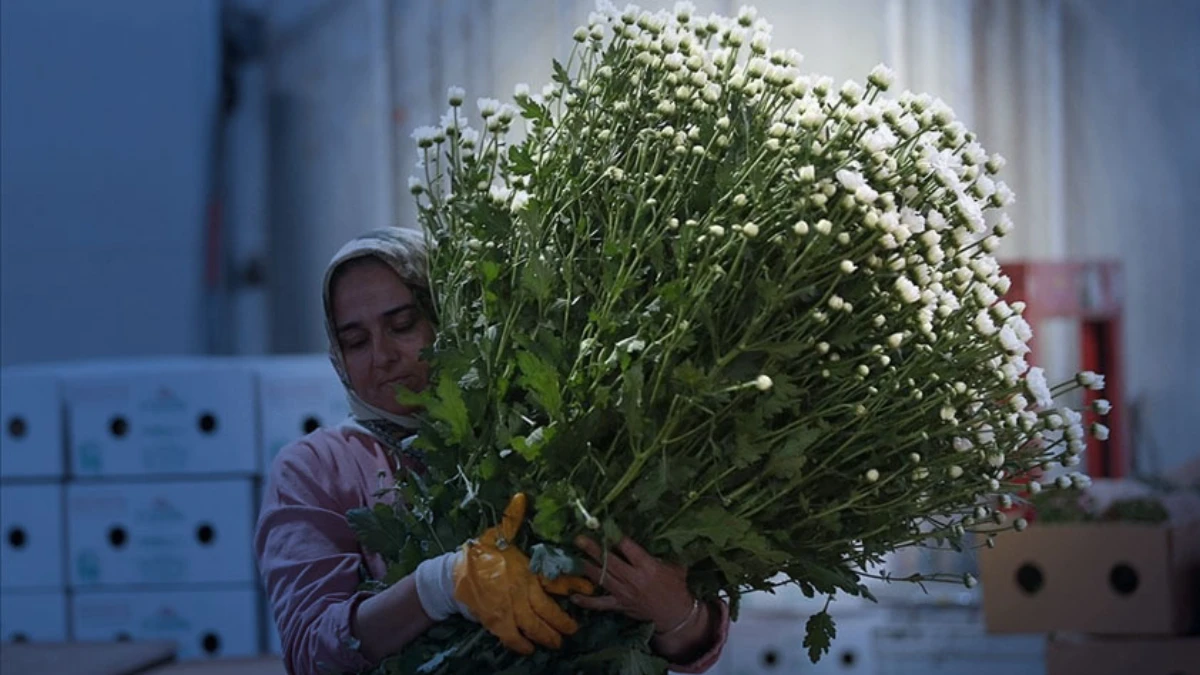 Çiçek ihracatı 10 ayda 137 milyon dolar oldu: Yıl sonu rekor bekleniyor Çiçek ihracatı 10 ayda 137 milyon dolar oldu: Yıl sonu rekor bekleniyor