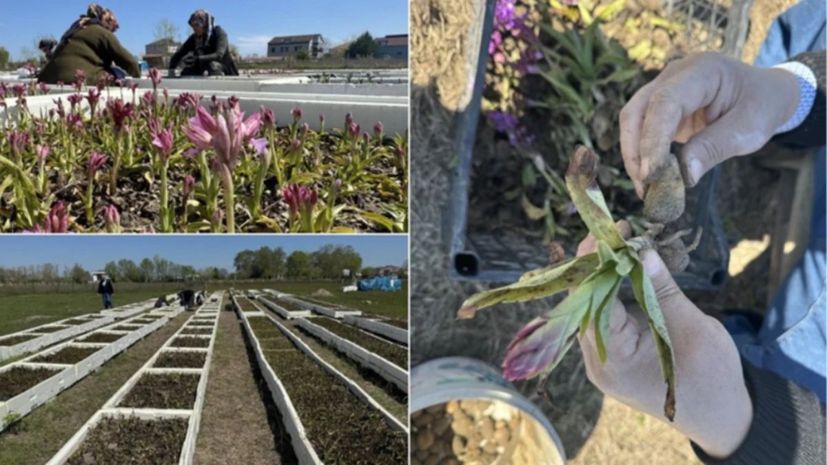 Samsun'da özel izinle üretilen salep orkidesinde hasat mesaisi