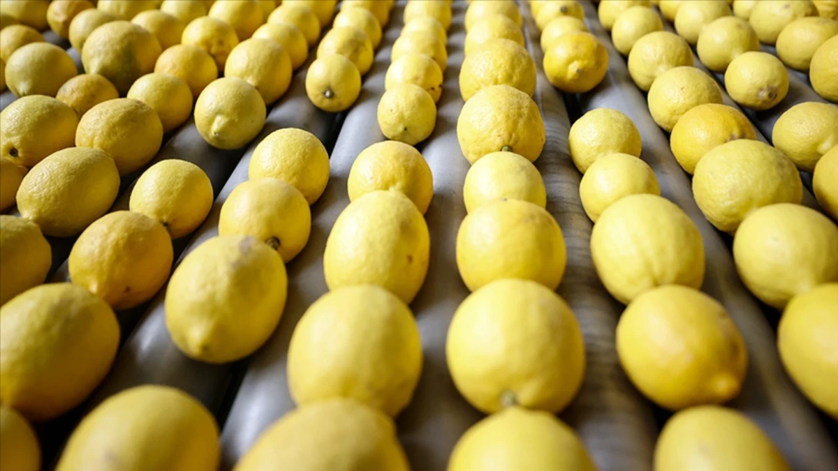 Ticaret Bakanı Bolat açıkladı: Limonda ihracat kısıtlaması kalktı