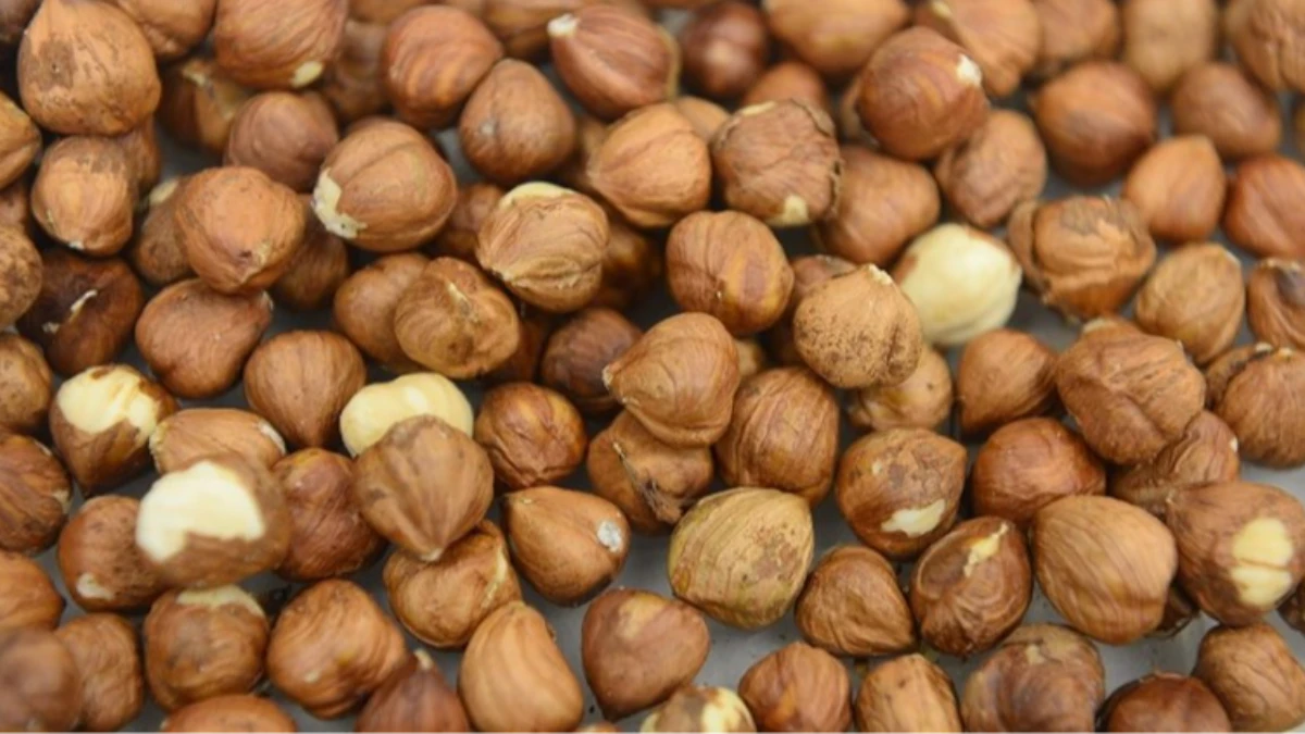 Ticaret borsalarında veriler açıklandı! 8 ayda 550 bin tonu aşkın fındık işlem gördü